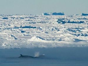 Ilmuwan Temukan Parasit dalam Jumlah Besar di Antartika