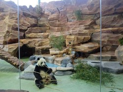 Yuk, Lihat Tingkah Lucu Cai Tao dan Hu Chun di Istana Panda