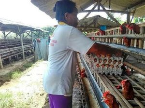 Peternak Minta Jagung Impor Tak Masuk saat Panen Raya