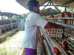 Peternak Minta Jagung Impor Tak Masuk saat Panen Raya