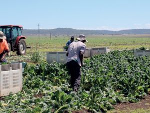 Australia Umumkan Perubahan untuk Visa Backpacker