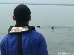 Hiu-hiu Tutul Bermunculan di Perairan Probolinggo, Ini Penampakannya
