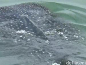 Video: Mengintip Kawanan Hiu Tutul di Perairan Probolinggo