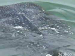 Video: Mengintip Kawanan Hiu Tutul di Perairan Probolinggo