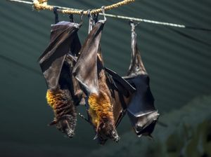 Kata WHO soal Wabah Misterius di RD Kongo, Berawal dari Makan Kelelawar Kata WHO soal Wabah Misterius di RD Kongo, Berawal dari Makan Kelelawar