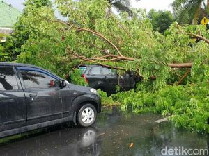 Pohon Tumbang Timpa Mobil dan Motor di Banyuwangi, Satu Orang Luka