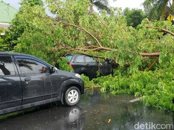 Pohon Tumbang Timpa Mobil dan Motor di Banyuwangi, Satu Orang Luka