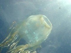 Pemancing Selamat dari Sengatan Hewan Berbisa Paling Mematikan di Dunia