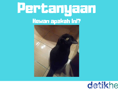 Gagak atau Kucing? Tebak-tebakan Dulu Biar Otak Nggak Karatan