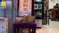 Gemas! Kucing Ini Duduk di Depan Restoran yang Sama Setiap Harinya
