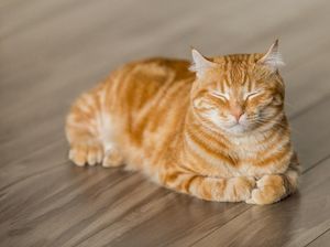 Gemas! Kucing Ini Duduk di Depan Restoran yang Sama Setiap Harinya