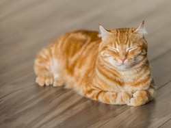 Gemas! Kucing Ini Duduk di Depan Restoran yang Sama Setiap Harinya