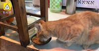 Gemas! Kucing Ini Duduk di Depan Restoran yang Sama Setiap Harinya