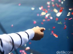 Sederet Temuan Evakuasi Lion Air Hasil Kerja Keras SAR Gabungan