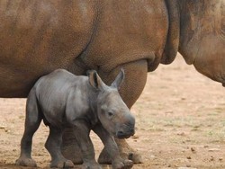 Bayi Badak Putih yang Terancam Punah Lahir di Australia