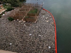 Foto: Misteri Ribuan Ton Ikan Mati di Sungai Eufrat Irak