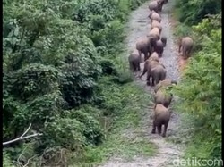 11 Gajah Masuk ke Perkebunan Warga di Riau