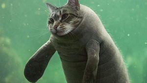 Kocak! Kombinasi Wajah Kucing dengan Tubuh Hewan Lain