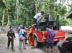 Sempat di Kandang Transit, Macan Akar Dilepasliarkan di Riau