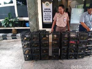 481 Ekor Burung Selundupan dari Balikpapan Gagal Masuk Surabaya