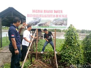 Buaya Muncul di Sungai Siak, BKSDA Riau Pasang Papan Peringatan Buaya Muncul di Sungai Siak, BKSDA Riau Pasang Papan Peringatan
