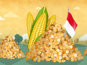 Kemendag-Kementan Ribut soal Jagung, Siapa yang Salah?