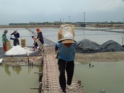Curhat Petani Garam: Musim Hujan  4 Lahan Tambak Gagal Panen