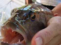 Peneliti Temukan Mikroplastik pada Ikan di Great Barrier Reef