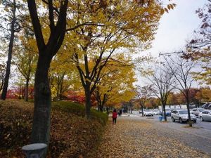 Indahnya Autumn di Seoul Forest, Korea Selatan