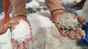 Mengintip Panen Terakhir Petani Garam di Rembang