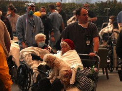 Hewan Juga Dievakuasi Imbas Kebakaran California