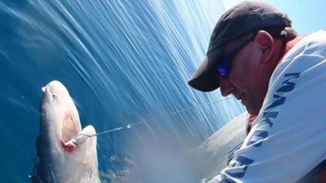 Marak Serangan Hiu Picu Desakan Pemusnahan Hiu di Queensland Utara Marak Serangan Hiu Picu Desakan Pemusnahan Hiu di Queensland Utara