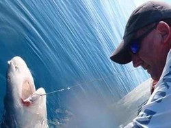 Australia Miliki Serangan Hiu Mematikan Kedelapan Sepanjang 2020