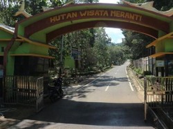 Nan Hijau-hijau dari Kotabaru