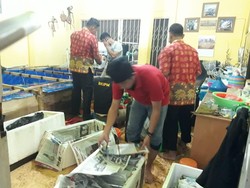Polisi Gerebek Gudang Penampungan 56.306 Benih Lobster di Jambi