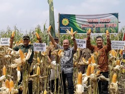 Penuhi Ketersediaan, Mojokerto Panen Jagung Capai 7,5 Ton per Ha
