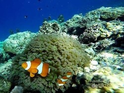 Masya Allah, Cantik Sekali Bawah Laut Togean