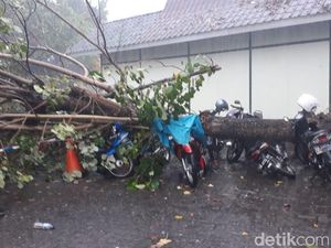 Hujan Lebat, 10 Pohon Tumbang di Kota Yogya
