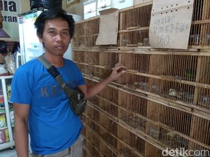 Pakar Kicau Mania Berbagi Tips Jadi Juara Pakar Kicau Mania Berbagi Tips Jadi Juara