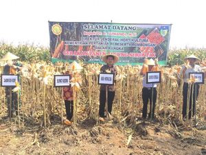 Agar Jagung Tak Dikuasai Pengusaha, Bupati Kediri Optimalkan BUMD