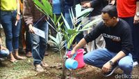 Momen Anies Tanam Buah Salak di Hari Ciliwung