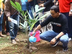 Momen Anies Tanam Buah Salak di Hari Ciliwung Momen Anies Tanam Buah Salak di Hari Ciliwung