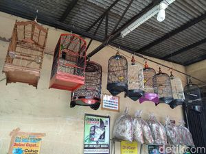 Merdunya Bisnis Burung Kicau Beromzet Puluhan Juta Rupiah Merdunya Bisnis Burung Kicau Beromzet Puluhan Juta Rupiah