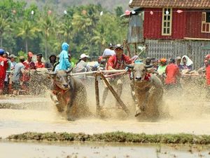 Begini Kehebohan Barapan Kebo di Sumbawa Begini Kehebohan Barapan Kebo di Sumbawa