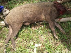 Babi Hutan Serang Warga di Kebumen, 1 Orang Meninggal