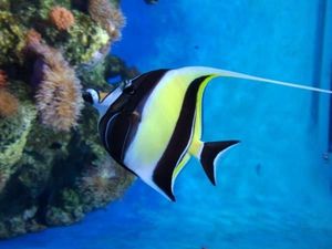 Dibuat Terpana Dunia Bawah Laut Singapura