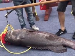 Wah, Ikan Kerapu Jumbo Ini Terjual Hingga 500 Juta Rupiah