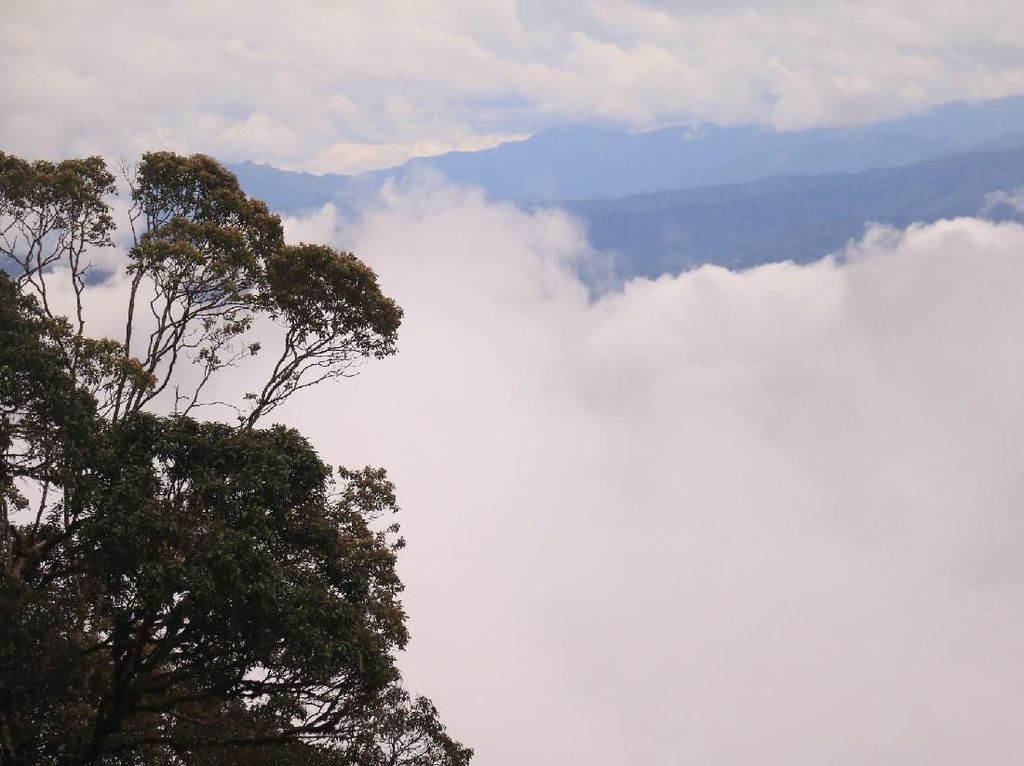 Taman Nasional Gunung Leuser, Apa Kabar?