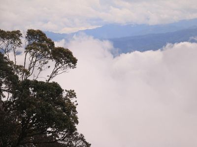 Foto: Indahnya Hutan Leuser yang Terus Dirusak