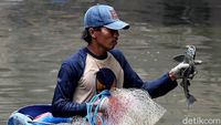 Serunya Menjaring Ikan Sapu-Sapu di Kali Anak Ciliwung